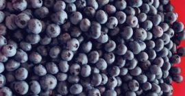 Witam sprzedam owoce borówki amerykańskiej z własnej plantacji nie