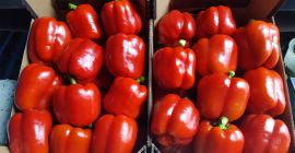 Sprzedam paprykę czerwoną, żółtą, zieloną z tunelu najwyżej jakości