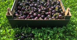 Süßkirschen unter dem Dach. Hergestellt in Polen. Sorten: Kordia,