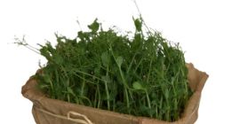 Dzień dobry, zajmujemy się uprawą mikrozioł (microgreen). „Microgreen to