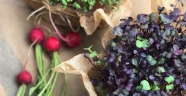 Dzień dobry, zajmujemy się uprawą mikrozioł (microgreen). „Microgreen to
