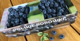 Sprzedam borówkę amerykańską z własnej uprawy. Przy większych ilościach