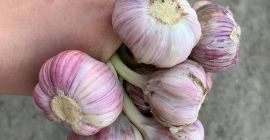 Witam. Sprzedam czosnek zimowy Harnaś. zdrowe i aromatyczne główki.