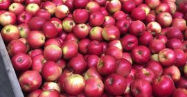 I have 80 tons of apples for sell, Idared