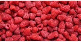 Firma z doświadczeniem w skupie i przetwórstwie jagód poszukuje