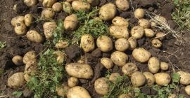 Cena: do negocjacji w zależności od pożądanej ilości. Lokalny