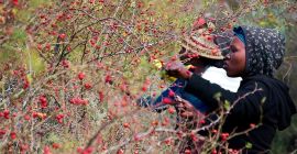 Jagody dzikiej róży zebrane w górach Lesotho.