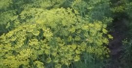 Sprzedam koper do ogórków odmiana ambrozja i szmaragd. Cena