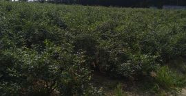 Sprzedam borówkę amerykańską z własnej plantacji prosto z krzaka