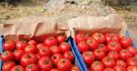 Sprzedam hurtowo pomidory z 2 solariów nieutwardzonych na terenie