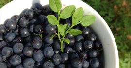 Sprzedam Jagodę leśną na litry lub kilogramy w każdej