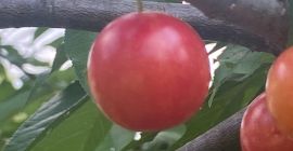 Ładnie dojrzałe ......jasne ciemnofioletowe czerwone śliwki ..... rodzime ....słodki