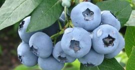 Posiadamy małą, własną plantację w sąsiedztwie lasów z dala