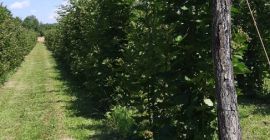 Jestem małym producentem z Olanu, Valcea, Rumunia i co