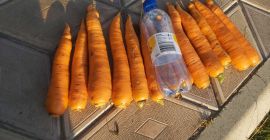 Cena: do negocjacji w zależności od pożądanej ilości. Lokalny