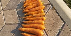 Cena: do negocjacji w zależności od pożądanej ilości. Lokalny