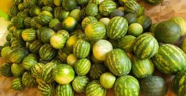 Wydajność: 700 kg / dzień Arbuzy są zbierane codziennie