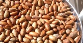 Gorzka Kola (Garcinia kola) Sprzedam. Garcinia Kola to typowa