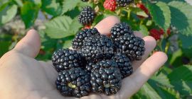 Kupię każde ilości JEŻYNY FIRMA POL-OWOC PODZAMCZE 53 24-300