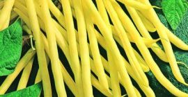 Witam posiadamy na sprzedaż z własnego pola ekologiczną Fasolę