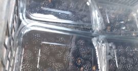 Blackberry thonfree bio bezpośrednio od producenta