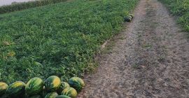 Sprzedam hurtowo mirsini i karistan więcej szczegółów pod numerem