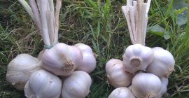 Sprzedam Polski czosnek wiosenny odmiana Jarus. Bardzo aromatyczny. Paskowany
