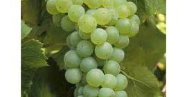 Sprzedam winogrona na wino. W sprzedaży następujące odmiany: rieslig