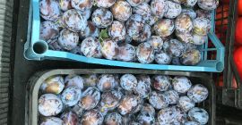 Kraj pochodzenia suszonych śliwek Rumunia, okręg Giurgiu