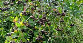 Jak na Tę chwilę Aronia Piękności... Zbiór Ręczny po