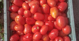 Sprzedam pomidory polne lima i okrągły