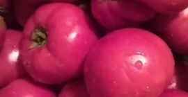 Sprzedam pomidory ogrodnicze naturalnie uprawiane. Spożycie indywidualne. Ważna ilość