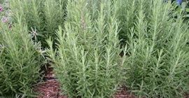 Hajjat Aisha Rose mary farm znajduje się w Ugandzie