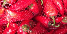 Witam Sprzedam paprykę ostra odmiana cyklon Rwana na bieżąco