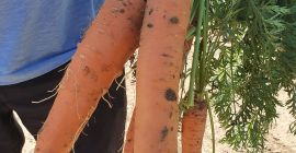 Ekologiczna marchew ogrodowa