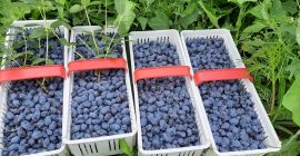 Cena hurtowa przy zakupie min. 300 kg Kaliber: 12+