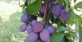 Produkcja śliwek stołowych 2021, cena do uzgodnienia