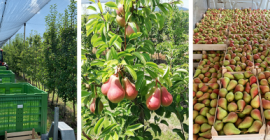 Kruska KARMEN, pochodzenie towaru Serbia. Whatsapp +14403403236