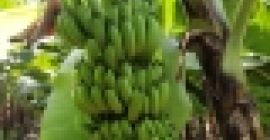 CO APP ONLY +237650251254 Eksportujemy COMPANY LIMITED, jednego z