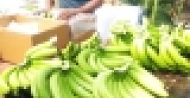 CO APP ONLY +237650251254 Eksportujemy COMPANY LIMITED, jednego z