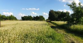 Gryka Ekologiczna z Certyfikatem Ekologicznym, do zebrania w Sierpniu