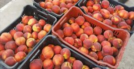 Oferujemy jakościowe brzoskwinie B, C, A, AA, AAA i