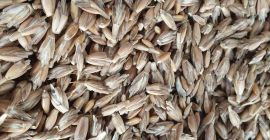 Orkisz z certyfikatem ekologicznym Agro Bio Testu. Zbiór 2021.