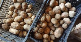 Witam sprzedam ziemniaki tegoroczne bellarosa czerwona oraz odmianę ziemniaków