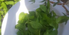 Uprawiam miętę i chciałem sprzedać potrzebuję kupca..