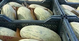 Drodzy klienci , mam do zaoferowania słodki melon miodowy