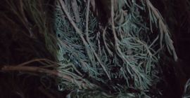 Sprzedajemy rozmaryn surowy i suchy (typ pustynny/maroko) w cenie