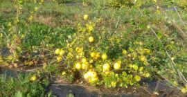 Rolnicy z Łotwy sprzedają ekologiczną świeżą i mrożoną japońską