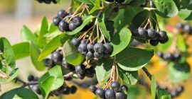 Aronia ekologiczna, ręcznie zrywana - owoce. Idealna na soki