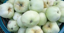 Sprzedam jabłka antonówki kaliber 6-12 Do 10 ton